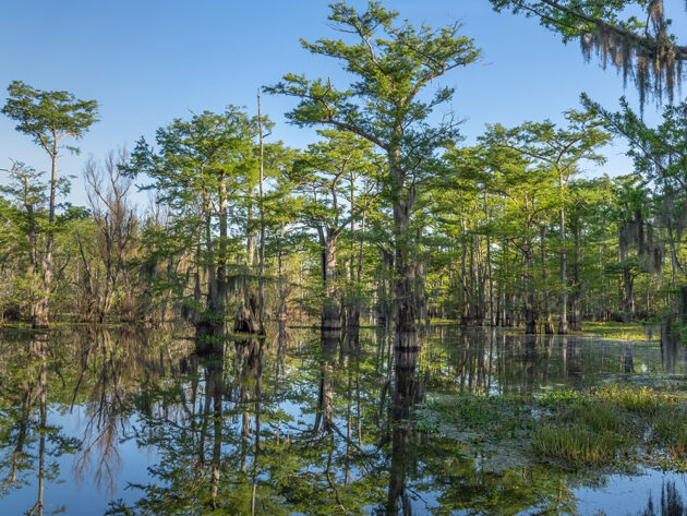 Atchafalaya Basin