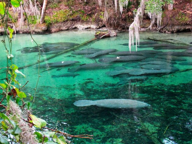Blue Spring State Park