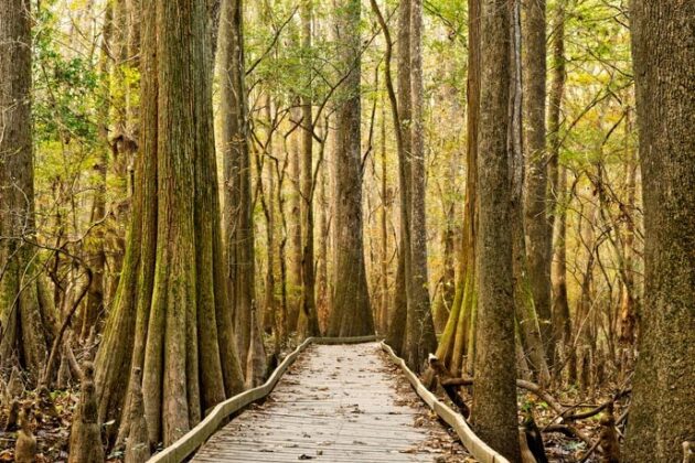 Boardwalk Loop Trail