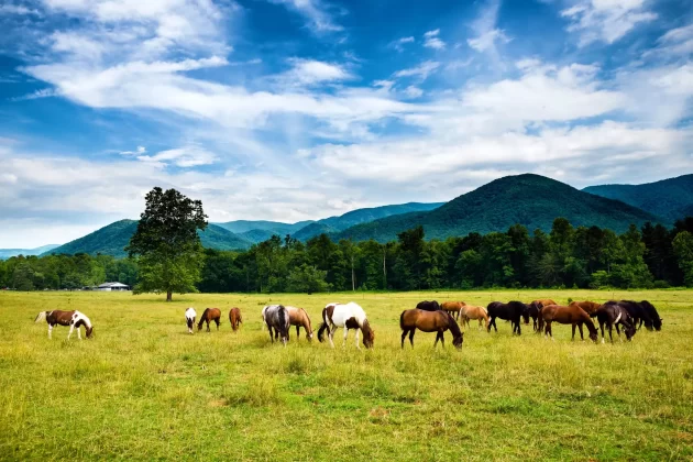 Cades Cove