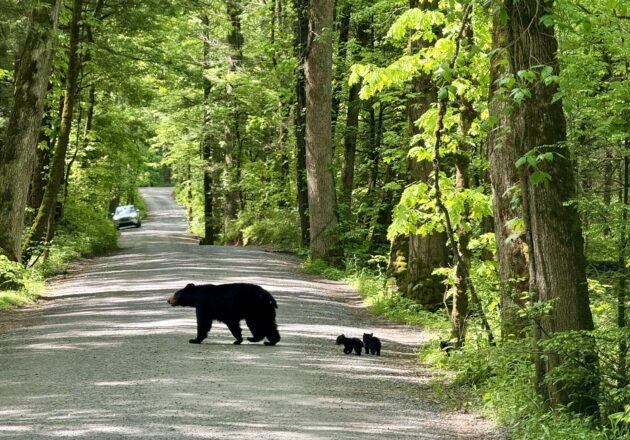 Cades Cove