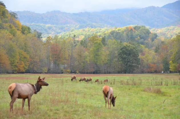 Cataloochee Valley
