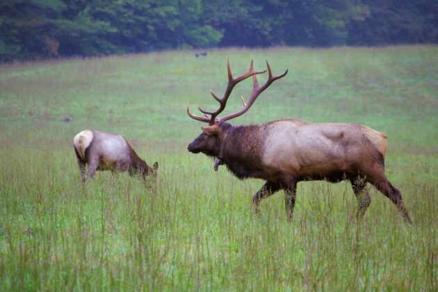 Cataloochee Valley