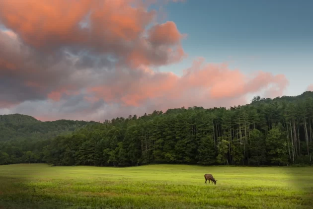 Cataloochee Valley