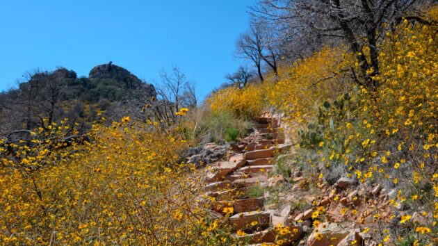 Emory Peak