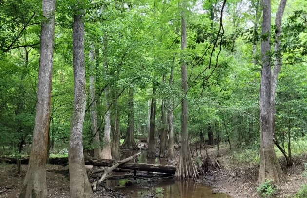 Kingsnake Trail