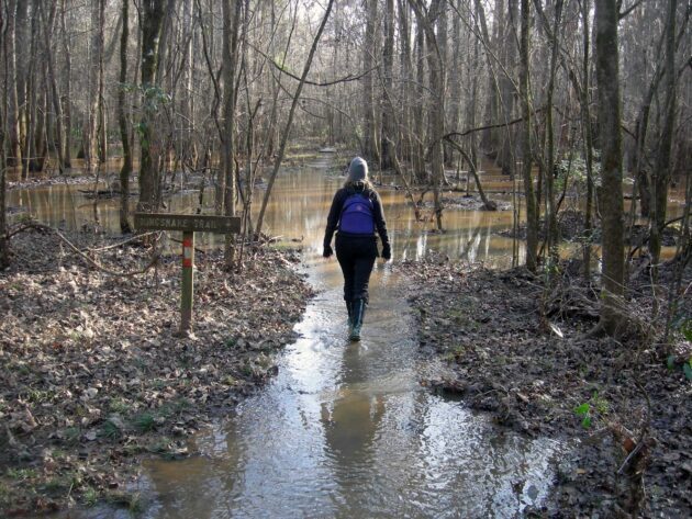 Kingsnake Trail
