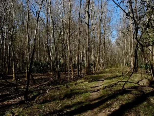 Kingsnake Trail