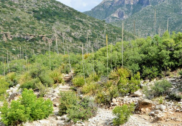 McKittrick Canyon Trail
