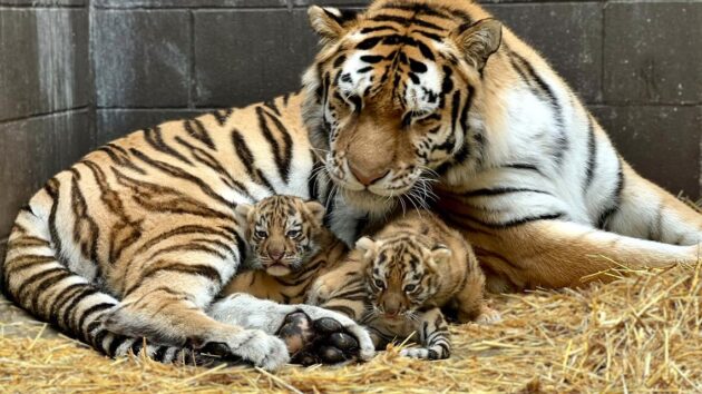 Minnesota Zoo