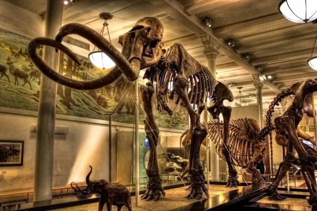 National Museum of Natural History