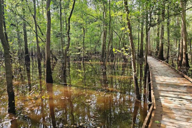 Oakridge Trail
