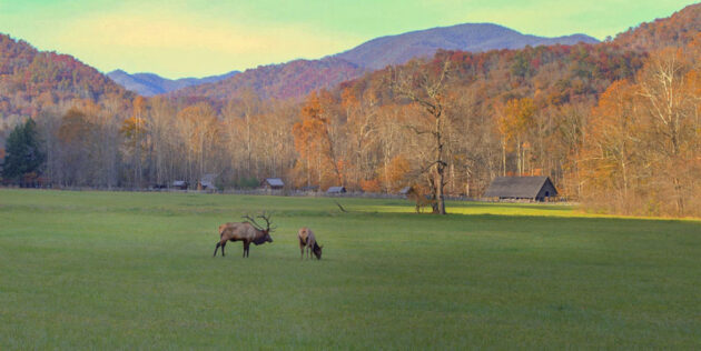 Oconaluftee