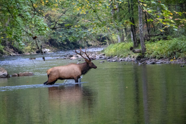 Oconaluftee