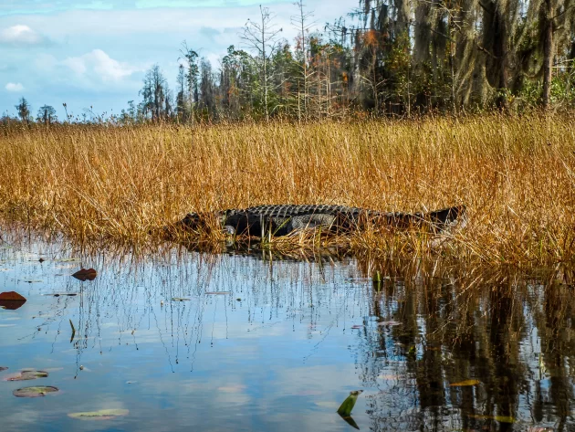 Okefenokee Swamp