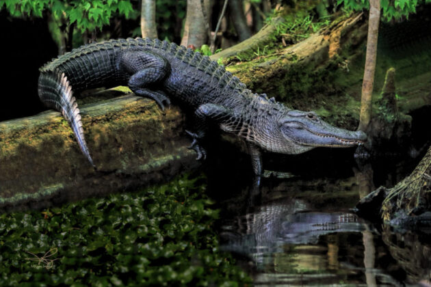 Okefenokee Swamp