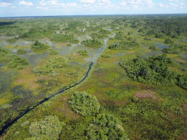 Okefenokee Swamp