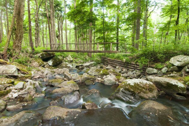 Roaring Fork Motor Nature Trail