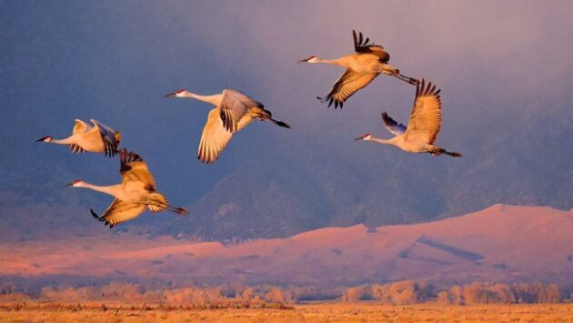 Sandhill Crane Migration