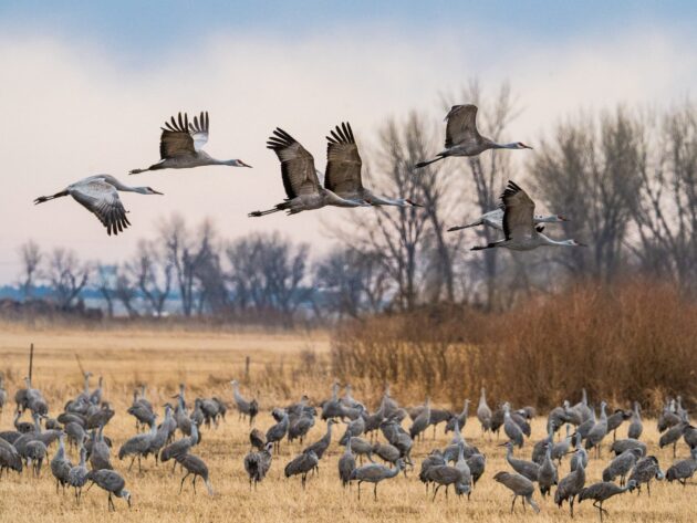 Sandhill Crane Migration