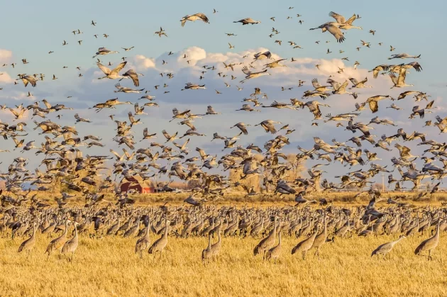 Sandhill Crane Migration