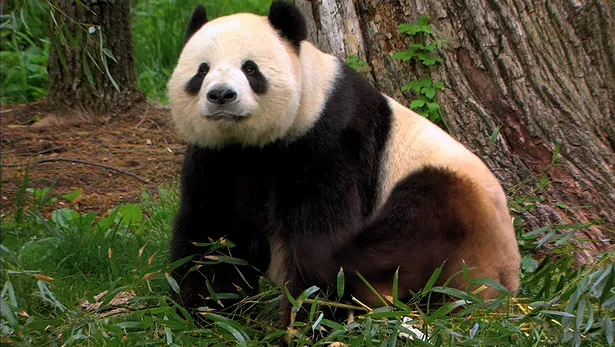 Smithsonian National Zoological Park