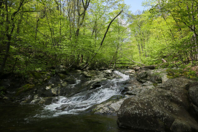 Whiteoak Canyon/Cedar Run Loop