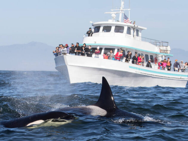 Boston Whale Watching Tour