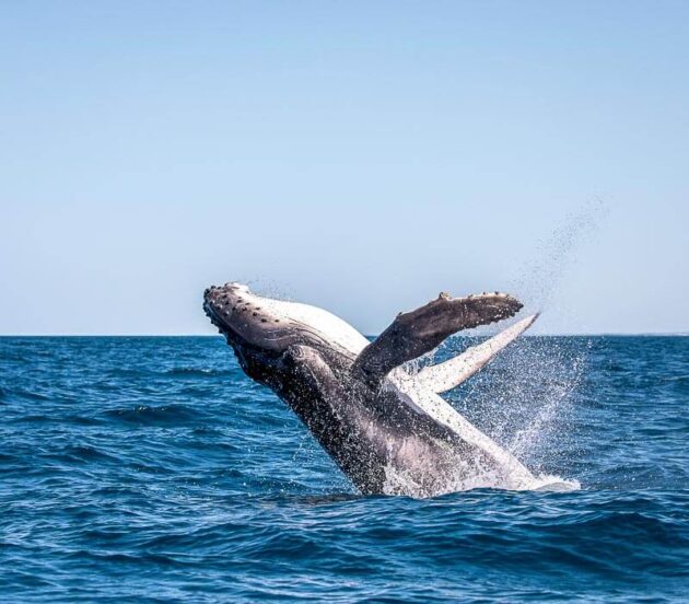 Boston Whale Watching Tour