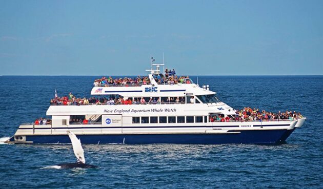 Boston Whale Watching Tour