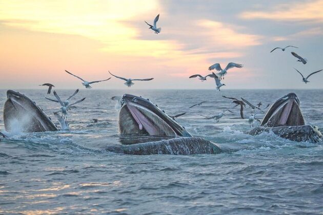 Boston Whale Watching Tour