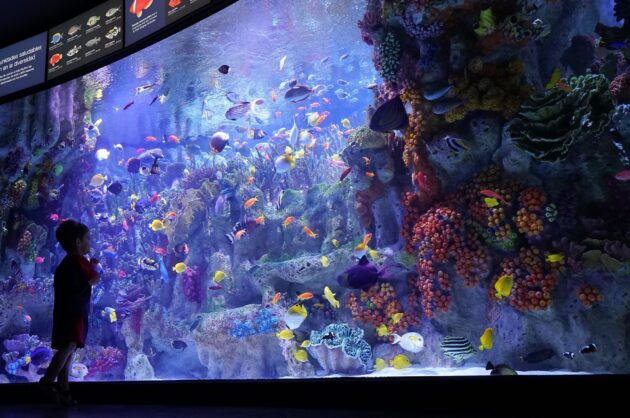 New England Aquarium