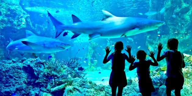 SEA LIFE Sydney Aquarium