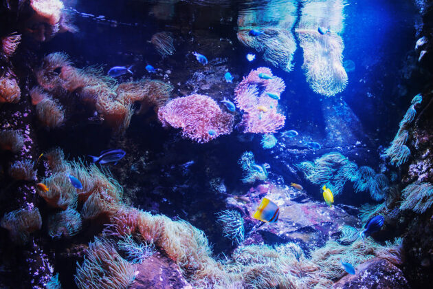 SEA LIFE Sydney Aquarium