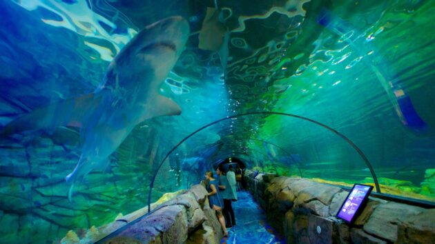 SEA LIFE Sydney Aquarium