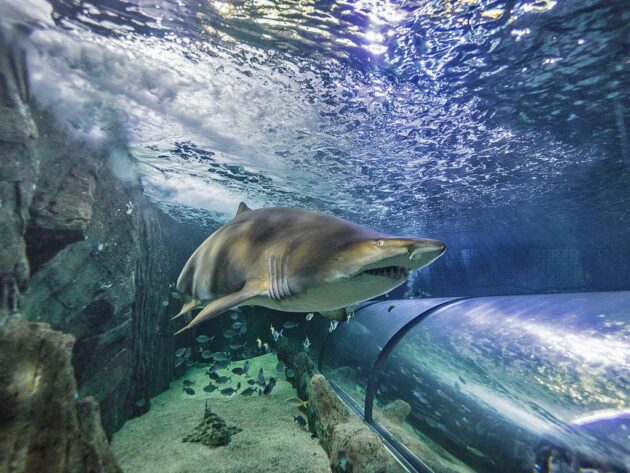 SEA LIFE Sydney Aquarium