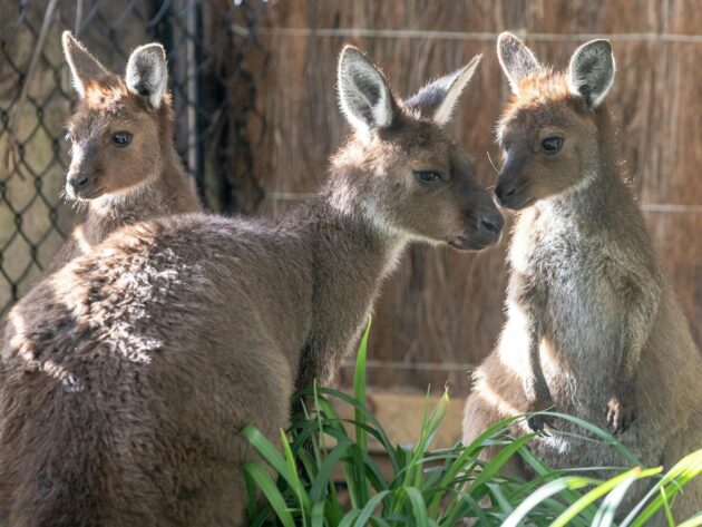 Taronga Zoo Sydney