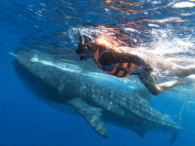 Whale Shark Tours