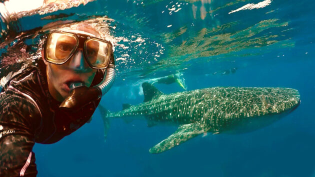 Whale Shark Tours