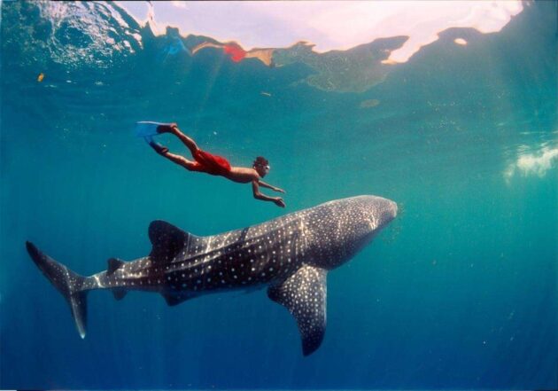Whale Shark Tours