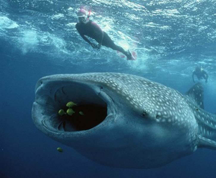 Whale Shark Tours
