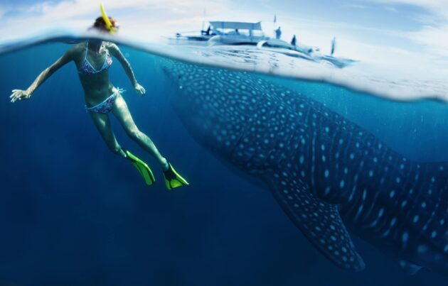 Whale Shark Tours