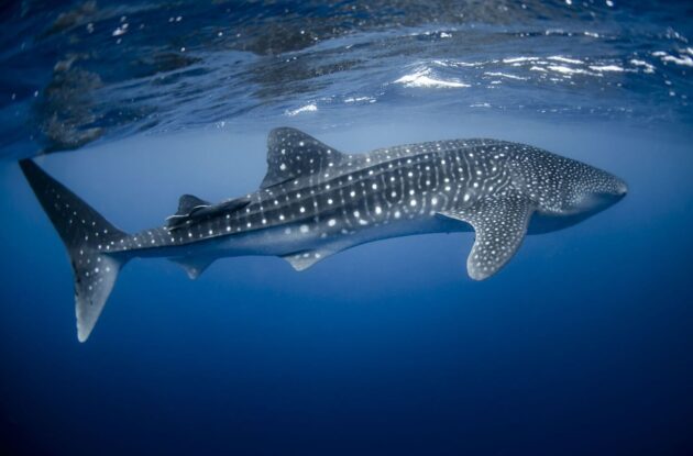 Whale Shark Tours