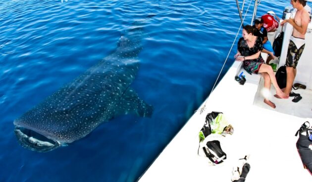 Whale Shark Tours