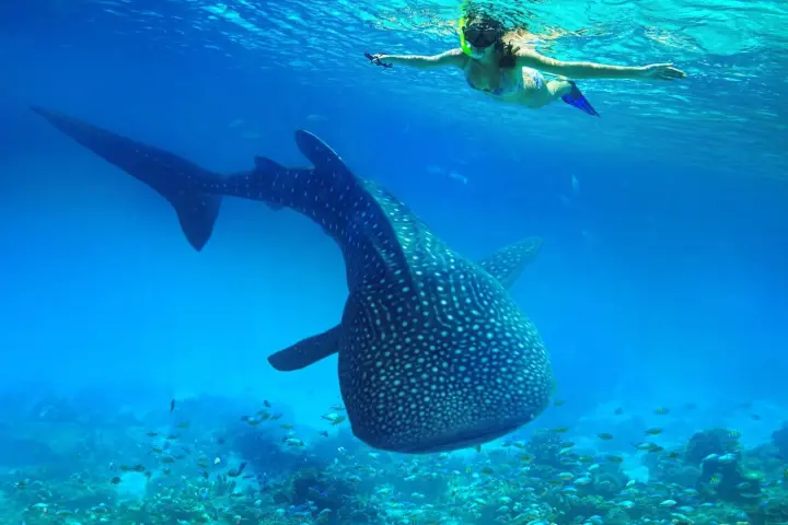 Whale Shark Tours