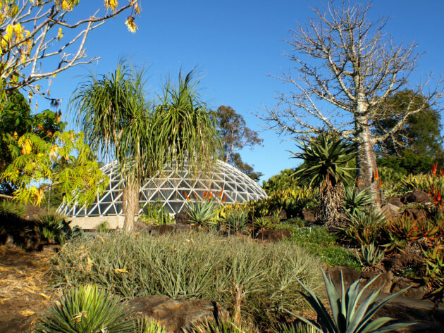 Brisbane Botanic Gardens Mt Coot-tha
