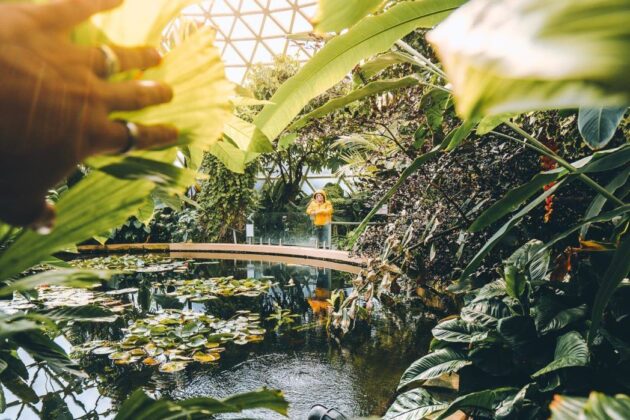 Brisbane Botanic Gardens Mt Coot-tha