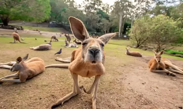 Currumbin Wildlife Sanctuary