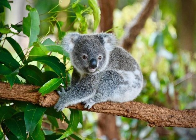 Currumbin Wildlife Sanctuary