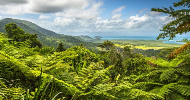 Daintree National Park